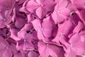 Pink hydrangea background Royalty Free Stock Photo