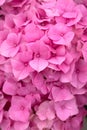 Pink hydrangea, background Royalty Free Stock Photo