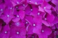 Pink hydrangea background. Pink flowers pattern. Royalty Free Stock Photo