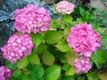 Pink hydrangea beautiful, the flower color.