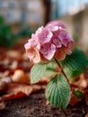 Pink hydrangea bloom with green leaves in a garden setting. Royalty Free Stock Photo
