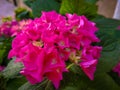 Pink hydrangea Bloom. Royalty Free Stock Photo