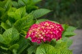 Pink hydrangea blooms