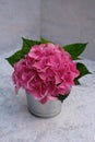 Pink Hydrangea blossom.Flowering hortensia in Little vase