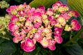 Pink Hydrangea Blossoms