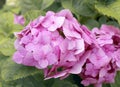 pink hydrangea bush in the garden