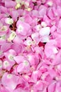 Pink Hydrangea