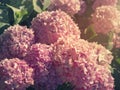 Pink Hydrangea close-up. Bunch of vibrant pink blooming Hydrangea flowers