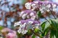 Pink hydrangea close up