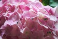 Pink Hydrangea Detail Flower Nature