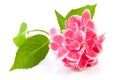 Pink hydrangea flower