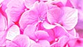 Pink hydrangea flower. Abstract floral backgrounds Royalty Free Stock Photo