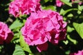 Pink hydrangea flower blooming during summer. Royalty Free Stock Photo