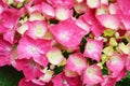 Pink hydrangea flower close up Royalty Free Stock Photo