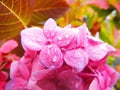 Pink hydrangea flower Royalty Free Stock Photo