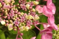 pink hydrangea flower close up Royalty Free Stock Photo