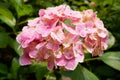 Pink hydrangea. flower Royalty Free Stock Photo