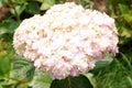 Pink hydrangea. flower Royalty Free Stock Photo