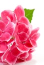 Pink hydrangea flower in closeup Royalty Free Stock Photo