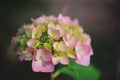 Pink hydrangea flower closeup Royalty Free Stock Photo