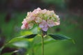 Pink hydrangea flower closeup Royalty Free Stock Photo