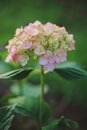 Pink hydrangea flower closeup Royalty Free Stock Photo