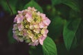 Pink hydrangea flower closeup Royalty Free Stock Photo