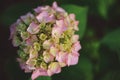 Pink hydrangea flower closeup in summer Royalty Free Stock Photo