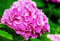 Pink hydrangea flower in drops of water after rain on a natural background Royalty Free Stock Photo