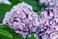 Pink hydrangea flower in drops of water after rain on a natural background of the garden. Royalty Free Stock Photo