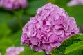 Pink hydrangea flower in drops of water after rain on a natural background of the garden. Royalty Free Stock Photo