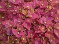 Pink hydrangea flower fullframe