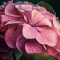 Pink hydrangea flower and green leaves closeup Royalty Free Stock Photo