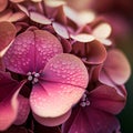 Pink hydrangea flower and green leaves closeup Royalty Free Stock Photo