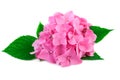 Pink hydrangea flower with green leaves and water drop isolated on white Royalty Free Stock Photo