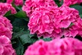 Pink hydrangea flower in greenery, botanical garden photo closeup. Bright pink tropical flower on bush