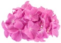 Pink hydrangea flower Royalty Free Stock Photo