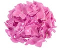 Pink hydrangea flower Royalty Free Stock Photo