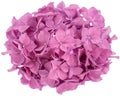 Pink hydrangea flower Royalty Free Stock Photo