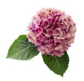 Pink Hydrangea flower, Hydrangea macrophylla, isolated on white background, with clipping path Royalty Free Stock Photo