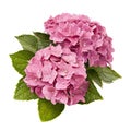 Pink Hydrangea flower, Hydrangea macrophylla, isolated on white background, with clipping path Royalty Free Stock Photo