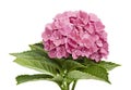 Pink Hydrangea flower, Hydrangea macrophylla, isolated on white background, with clipping path Royalty Free Stock Photo