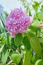 Pink Hydrangea flower Hydrangea macrophylla  blooming in spring and summer in a garden. Royalty Free Stock Photo