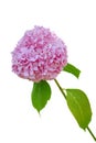 Pink Hydrangea flower Hydrangea macrophylla  isolated on white background. Royalty Free Stock Photo