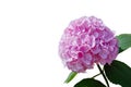 Pink Hydrangea flower Hydrangea macrophylla  isolated on white background. Royalty Free Stock Photo