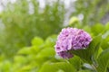 Pink hydrangea flower.