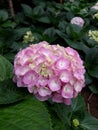 Pink hydrangea Royalty Free Stock Photo