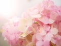 Pink Hydrangea flower Royalty Free Stock Photo