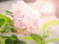 Pink Hydrangea flower Royalty Free Stock Photo