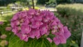 Pink hydrangea flower in the spring garden Royalty Free Stock Photo